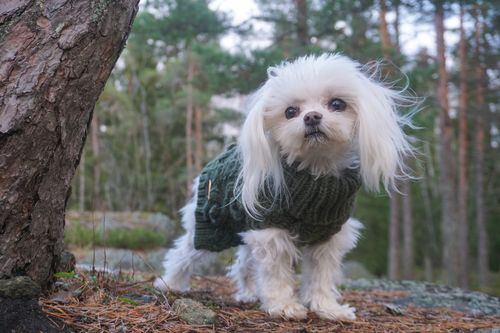 Customer photo review of Handmade Knit Sweater Green for Dogs