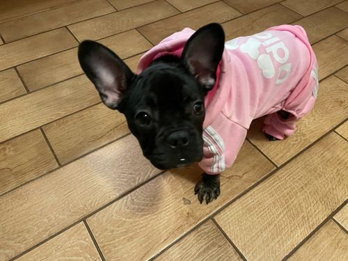 Customer photo review of Adidog Sweaters