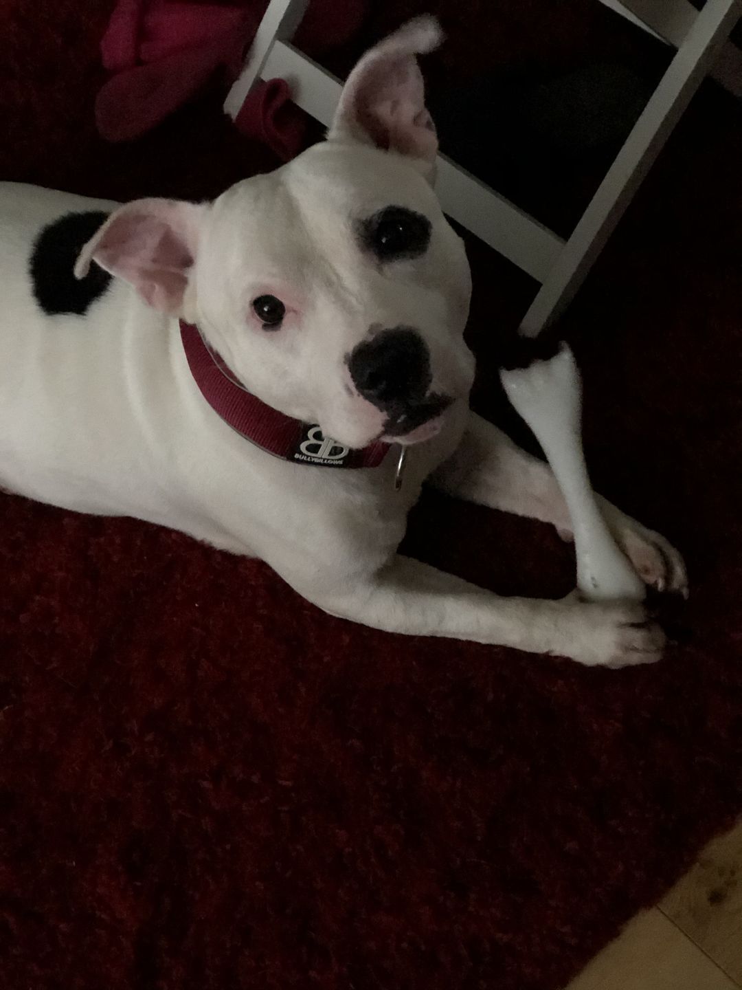 Customer photo review of 5cm RR Collar | Soft Padded & Reflective | Series 2 - Burgundy