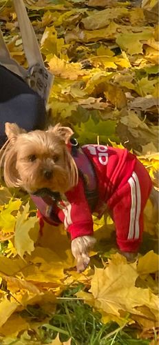 Customer photo review of Adidog Sweaters