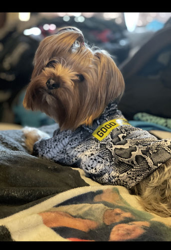 Customer photo review of Good Vibes Pet Hoodie