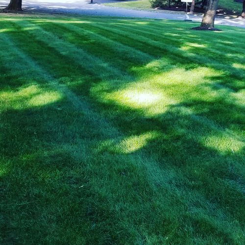 Customer photo review of Protene Performance Winter Fertilizer