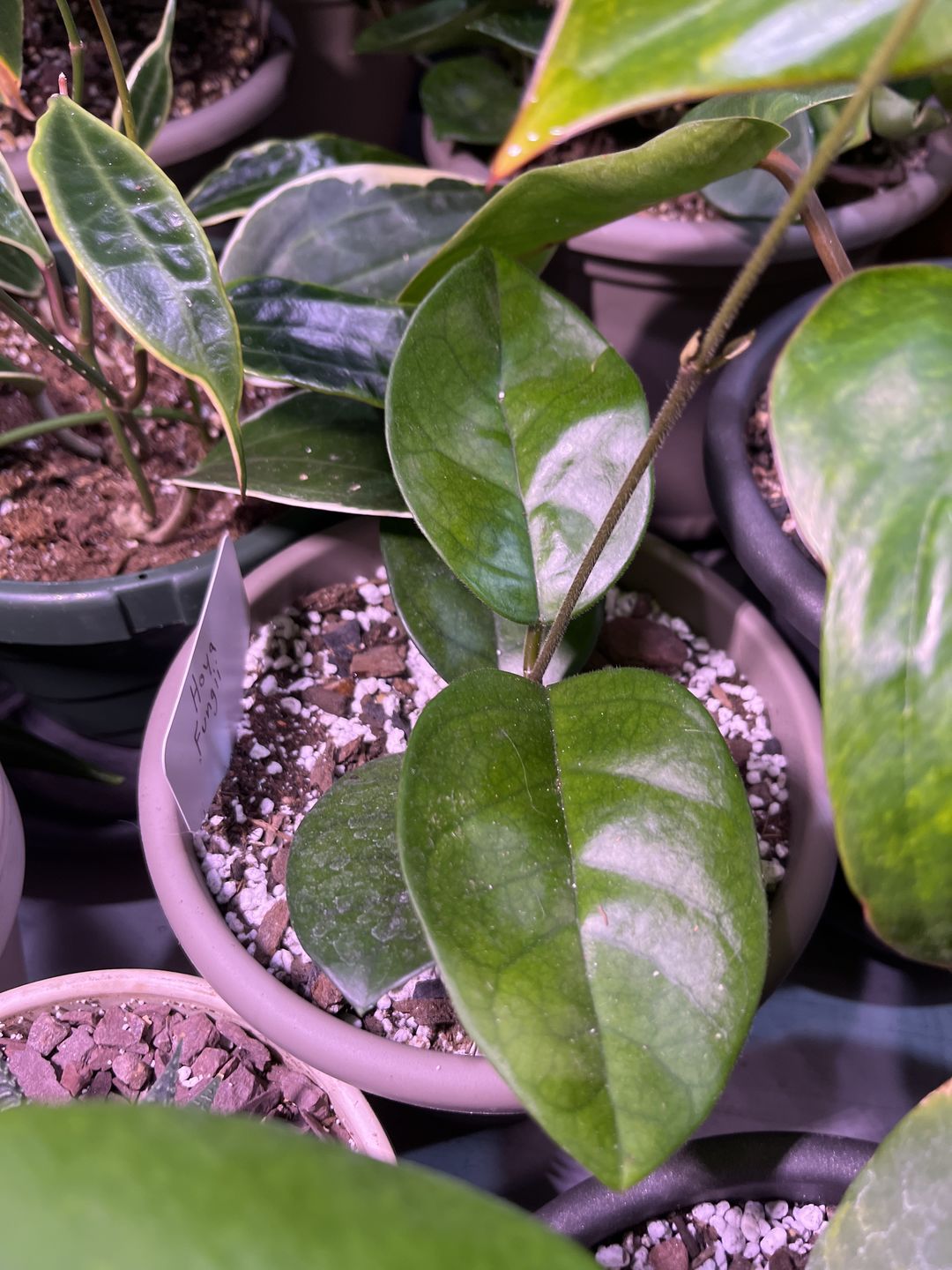 Customer photo review of 3" Hoya fungii