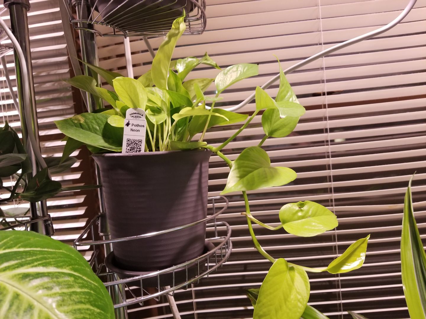Customer photo review of 4" Pothos Epipremnum aureum 'Neon'