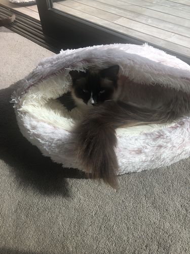 Customer photo review of Calming Cave Bed