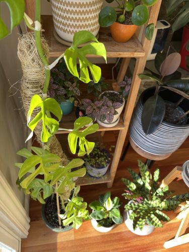 Customer photo of Value Deal! MOSS POLE ULTIMATE STARTER PACK - Best Seller - For Climbing Plants - Plant Support - Hand Made Moss Pole - Premium Moss Pole from Mattie W.