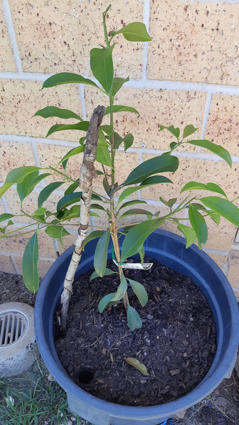 Customer photo review of Sapodilla / Chicku