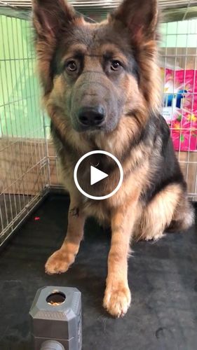 Customer video review of The Fenrir Hammer