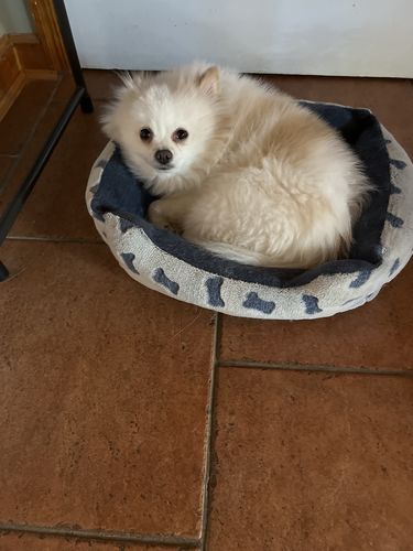 Customer photo review of Pet Tincture 500mg Isolate CBD
