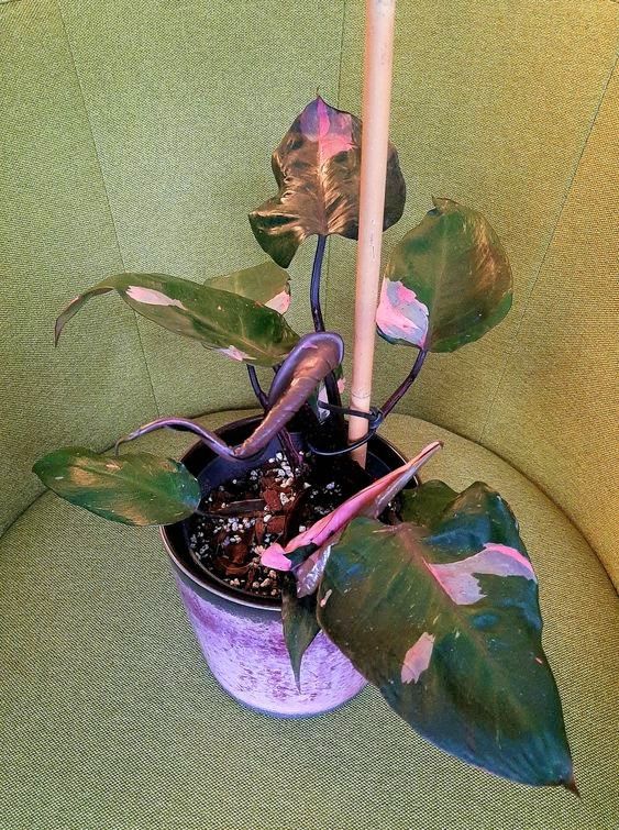 Customer photo review of PHILODENDRON PINK PRINCESS