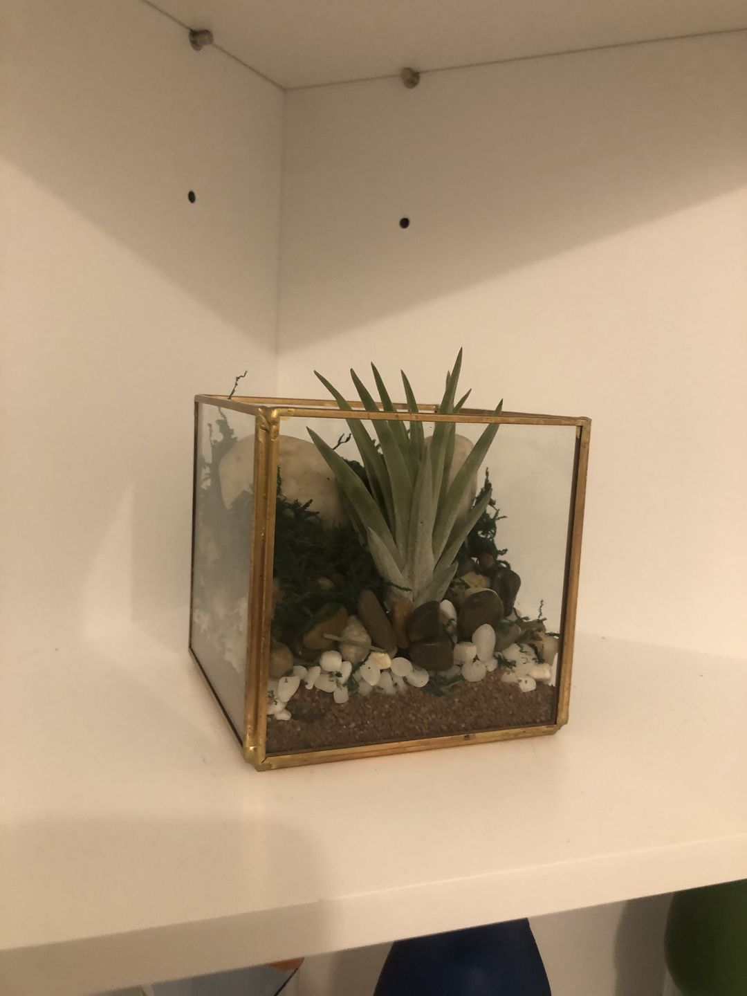 Customer photo review of 3 Air Plants & Fertilizer  Great Starter Mix