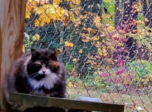 Customer photo review of Create A Custom Cat Pillow
