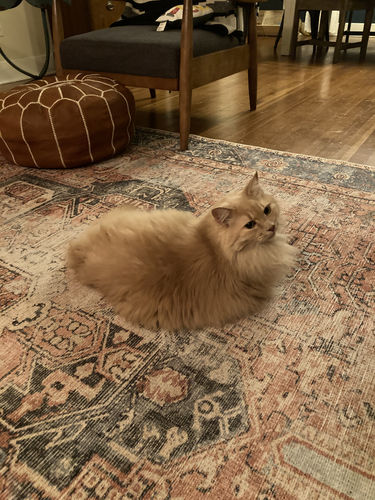 Customer photo review of Distressed Vintage Cezanne Terracotta Sky Area Rug