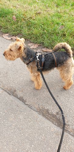 Customer photo review of PREMIUM Hundeleine 3 Meter verstellbar mit Kennfäden gepolstert