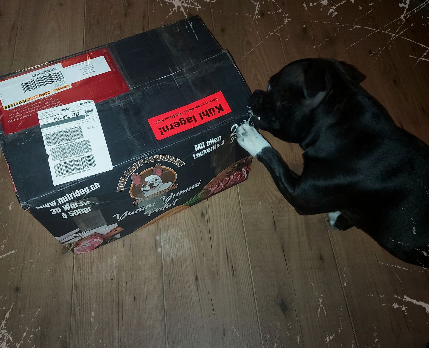 Customer photo review of NutriDog Starter-Box - 3 Sorten in 500g Portionen