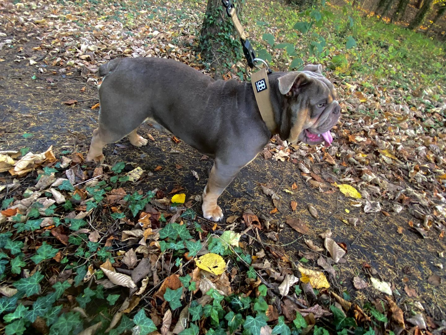 Customer photo review of 5cm Combat® Collar | Rated Clip - NO HANDLE - Military Tan v2.0