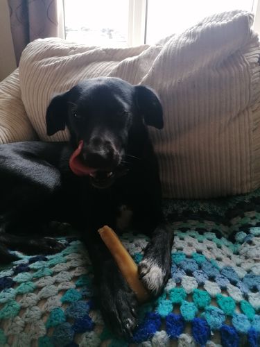 Customer photo review of Everest Dog Yak Chews