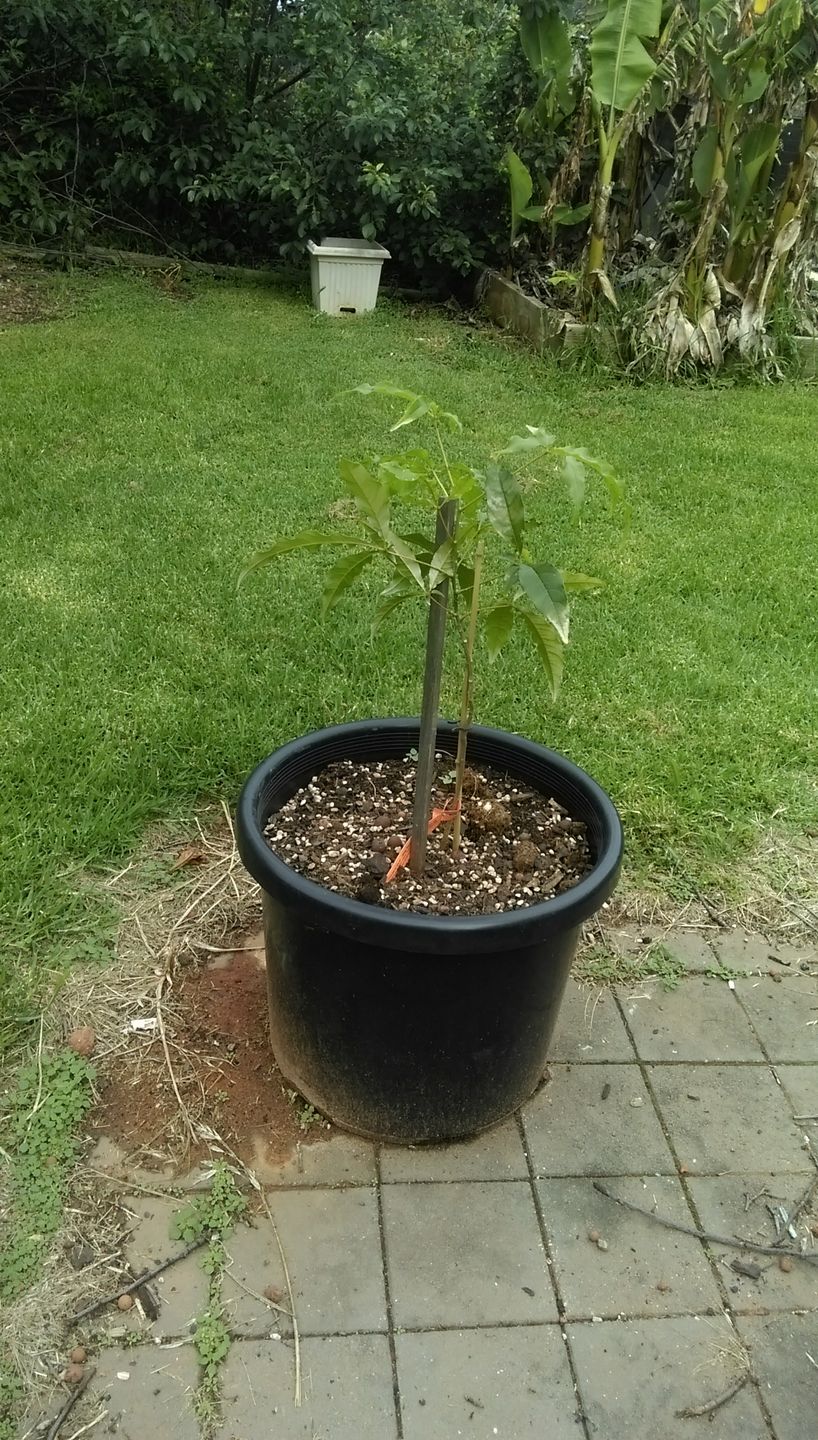 Customer photo review of White Sapote