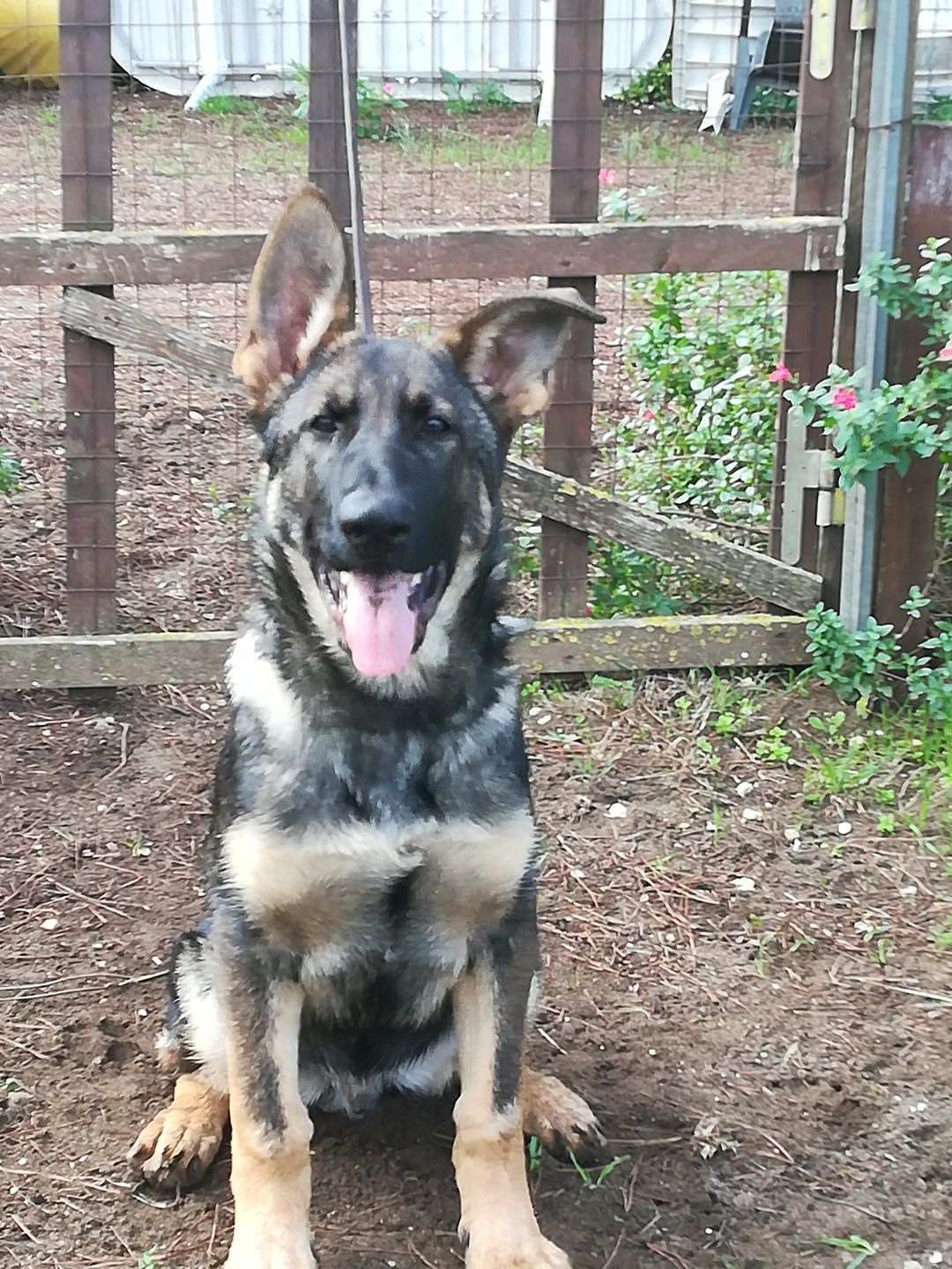 Customer photo review of PRALEN MAXI 35 cpr -  vermifugo per cani