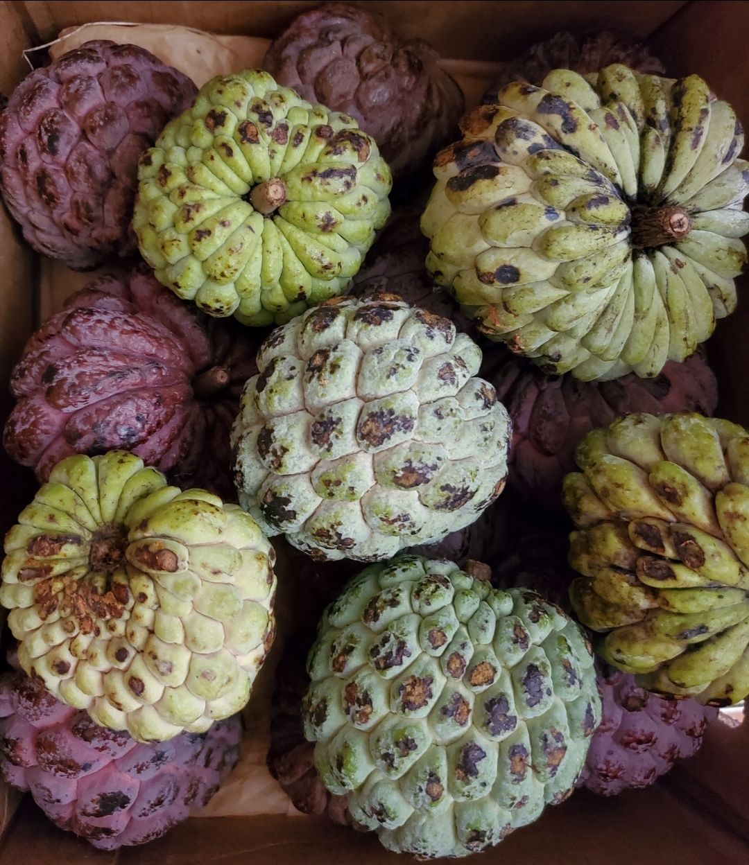 Customer photo review of Sugar Apple (Sweetsop)