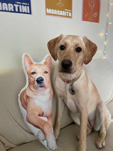 Customer photo review of Create A Custom Dog Pillow