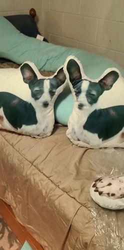 Customer photo review of Create A Custom Dog Pillow