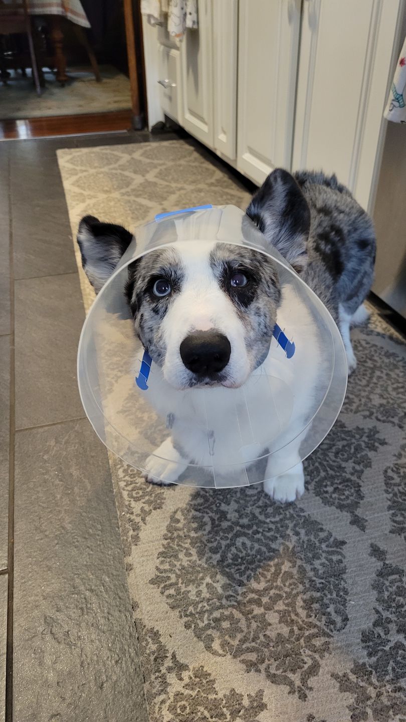 Customer photo review of NovaGuard Recovery Collar