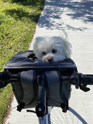Customer photo review of All In One Pet Carrier Bag | Dog Bike Basket | Backpack for Dogs & Cats | Car Booster Seat
