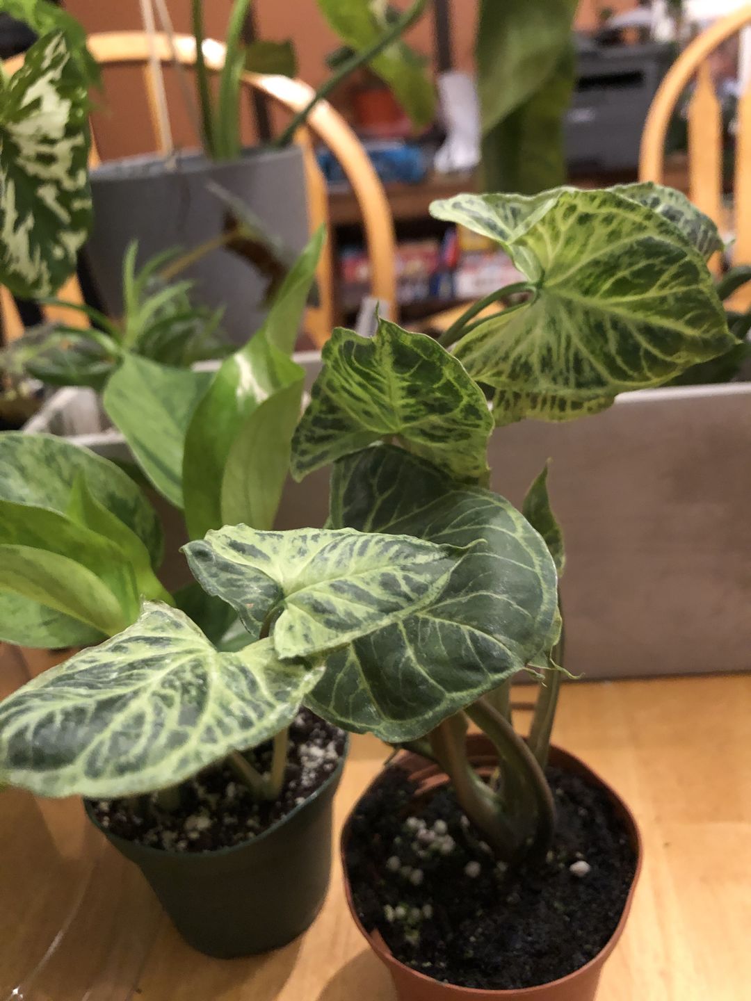 Customer photo review of 3" Syngonium podophyllum 'Batik'