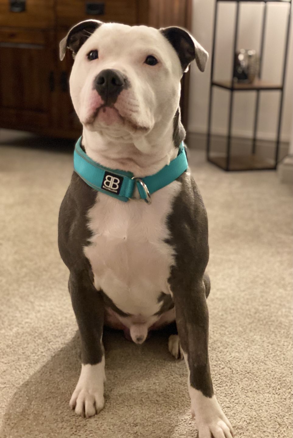 Customer photo review of 4cm RR Collar | Soft Padded & Reflective | Series 2 - Turquoise