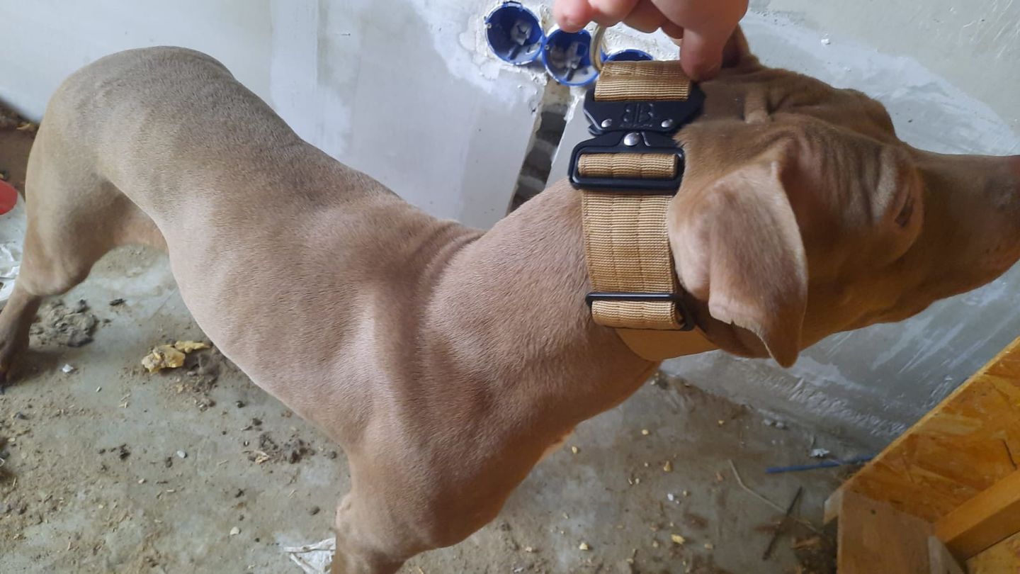 Customer photo review of 5cm Combat® Collar | Rated Clip - NO HANDLE - Military Tan v2.0