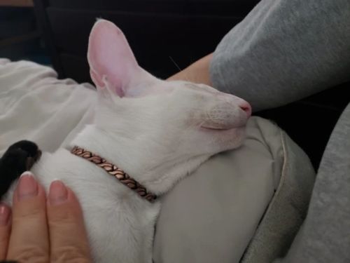 Customer photo review of Magnetic Therapy Bracelet Women for Arthritis Pain Relief and RSI Therapy  Pure Copper