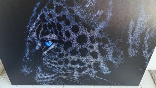 Customer photo review of Dark Leopard Blue Eyes