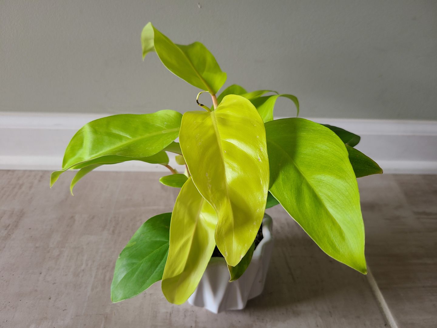 Customer photo review of 4" Philodendron 'Lemon Lime' Upright Vining