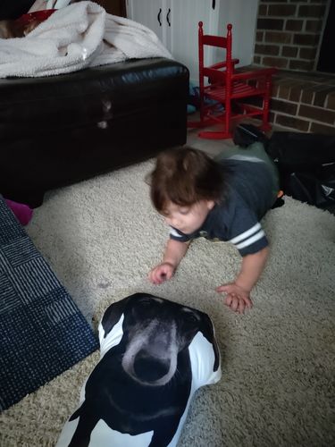 Customer photo review of Create A Custom Dog Pillow