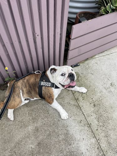 Customer photo review of Custom Name Patch For Dog Harness