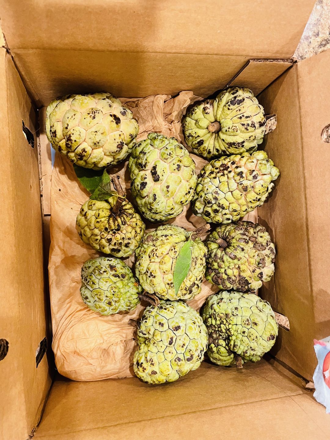 Customer photo review of Sugar Apple (Sweetsop) *Pre-Order*