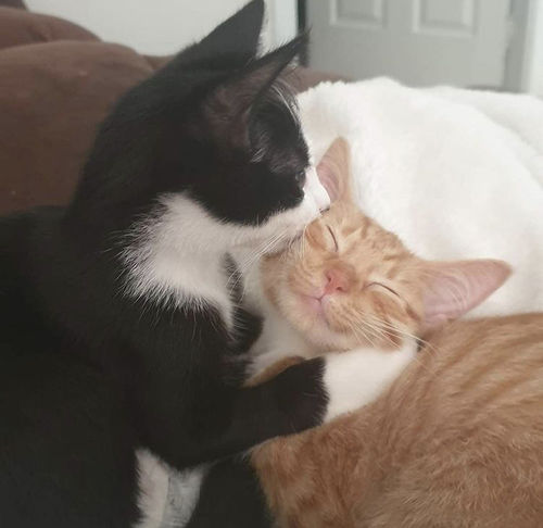 Customer photo review of Pot of Greed Limited Edition Collectible Tankard - Ships Late March 2022.  Limited Quantity Available.