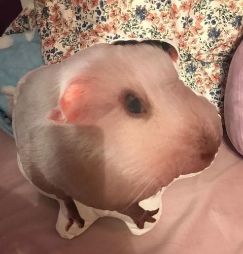 Customer photo review of Create A Custom Object Pillow