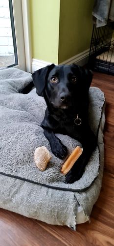 Customer photo review of Everest Dog Yak Chews