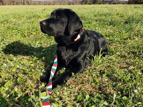 Customer photo review of Dog Collar with Italy Flag | Great For National Holidays, Festivals, Parades, Sporting Events, Pride Events