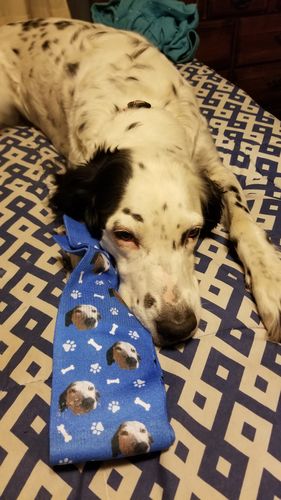 Customer photo review of Custom Dog Socks