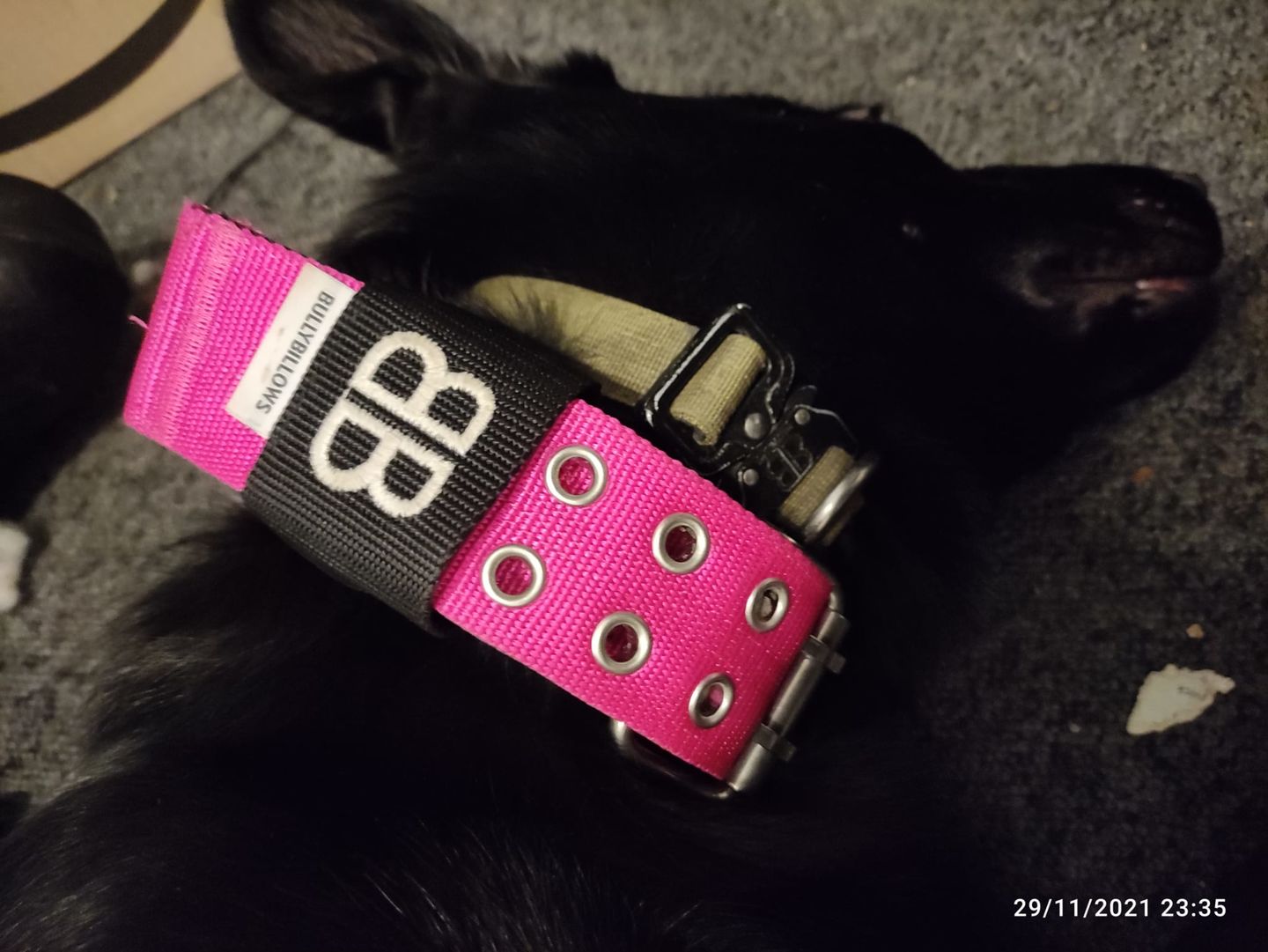 Customer photo review of 2.5cm Combat® Collar | With Handle & Rated Clip - Khaki v2.0