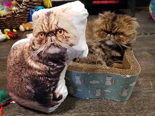 Customer photo review of Create A Custom Cat Pillow