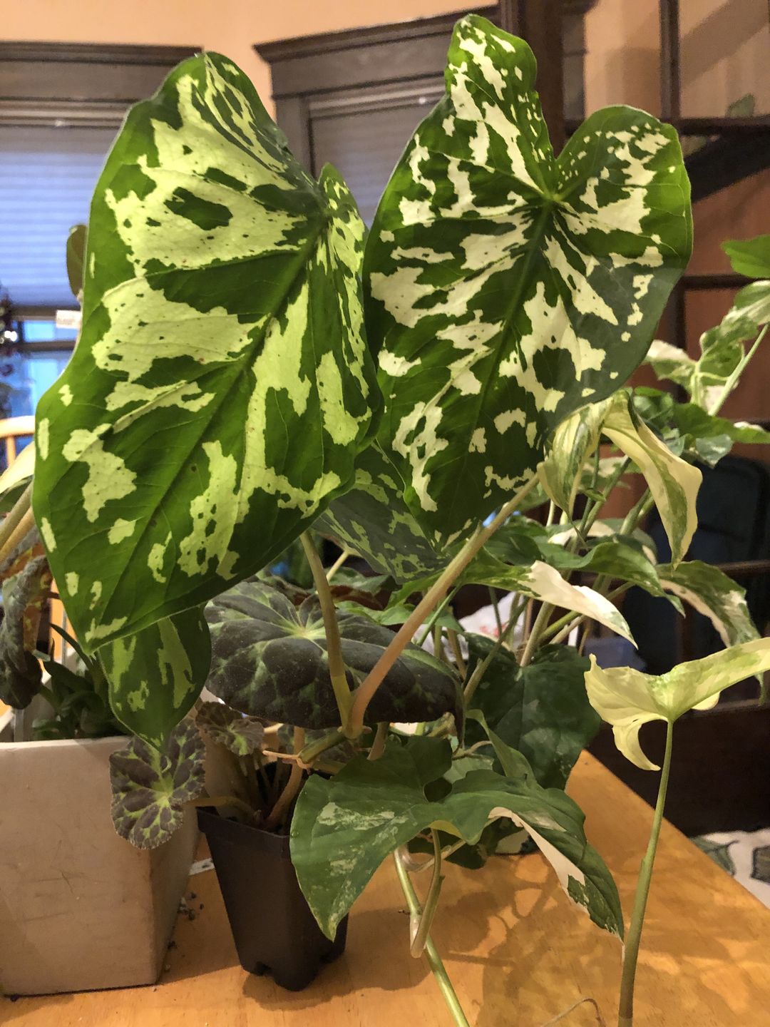 Customer photo review of 4" Caladium praetermissum 'Hilo Beauty'