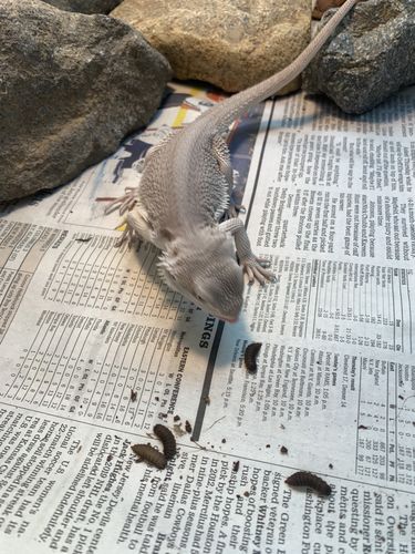 Customer photo review of GrubTerra Fresh Black Soldier Fly Larvae for Reptiles