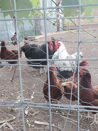 Customer photo review of GrubTerra Dried Larvae