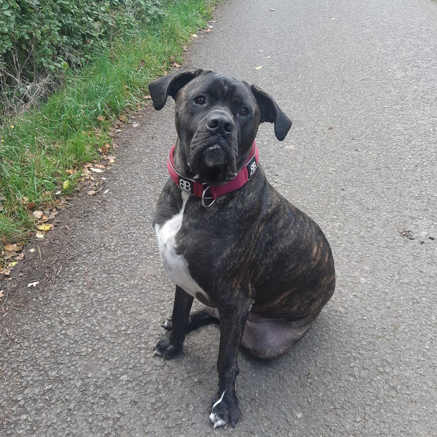 Customer photo review of 5cm RR Collar | Soft Padded & Reflective | Series 2 - Burgundy