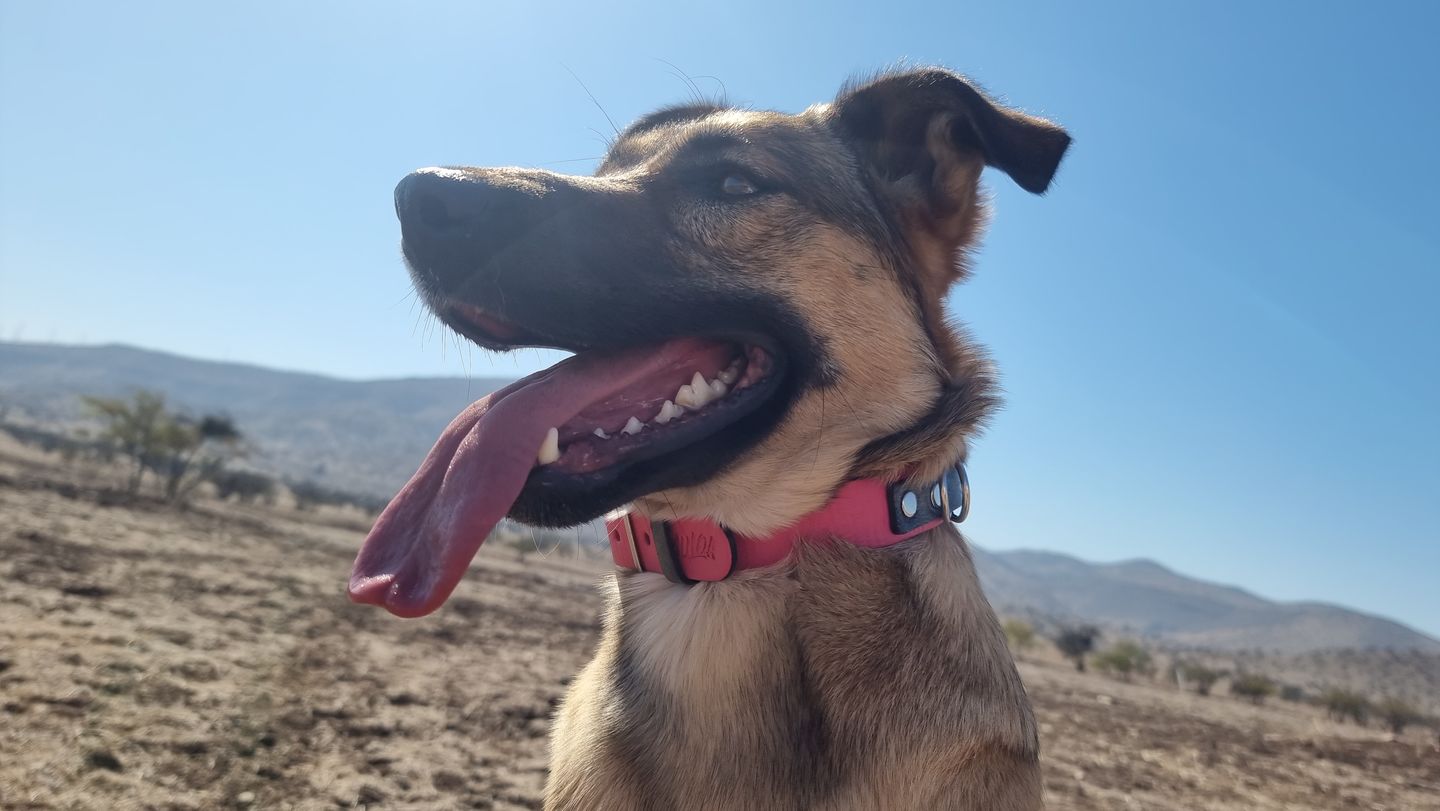 Customer photo review of Collar Duke Fucsia Corrugado/Gris