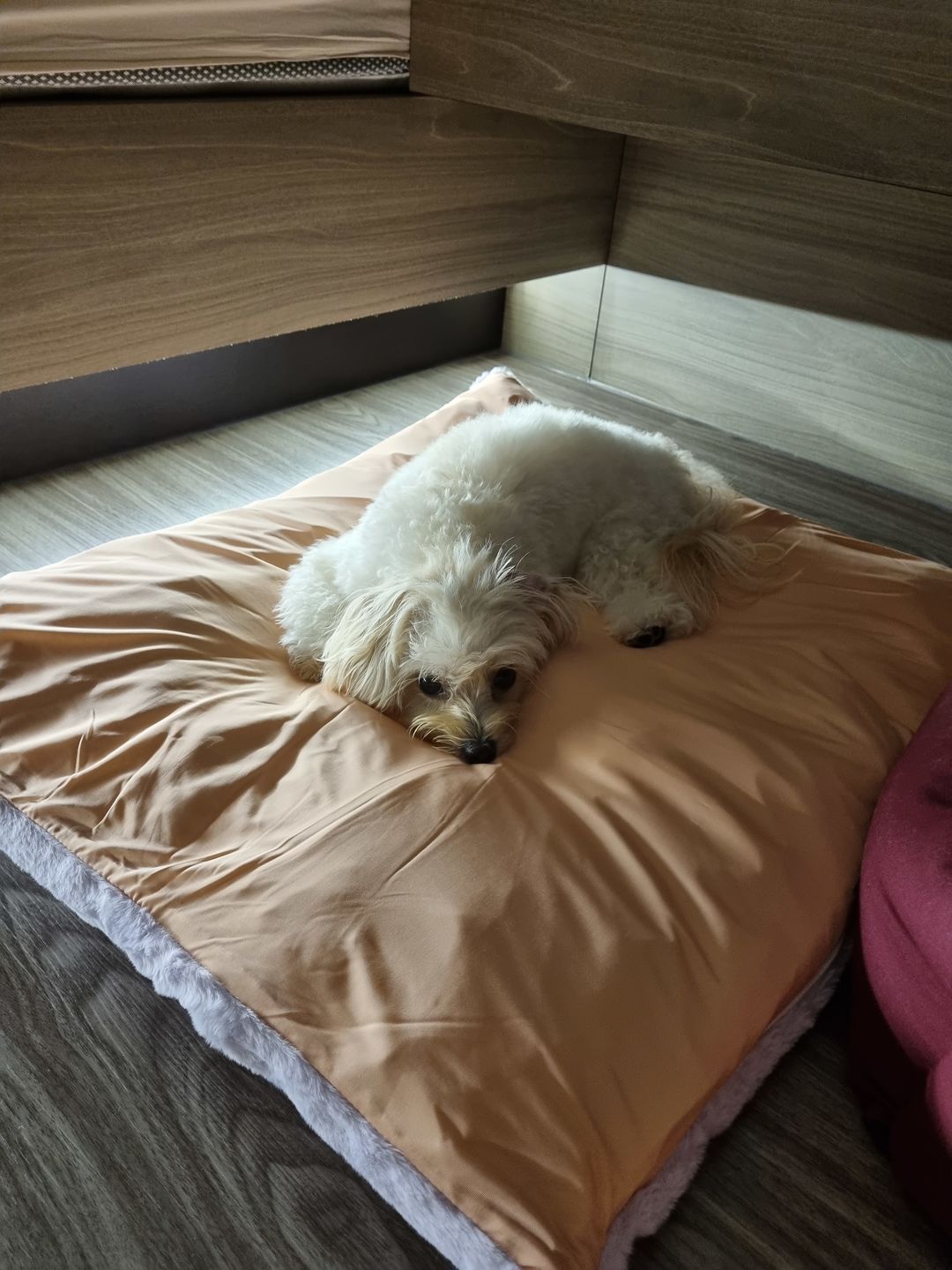 Customer photo review of arrr Sleeping Blanket (NEW)